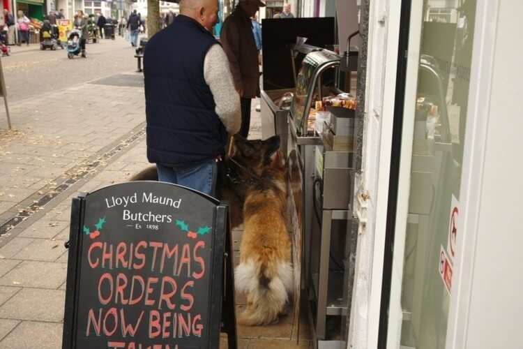 street photography dogs outside butchers shop