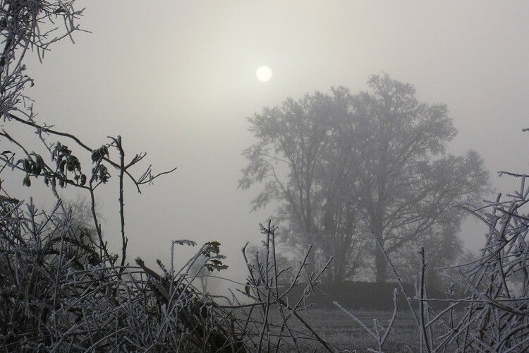 frosty field